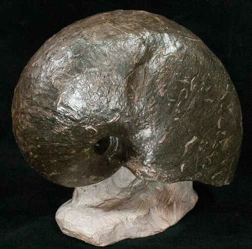 Large Nautilus (Cenoceras) Fossil - France #10977